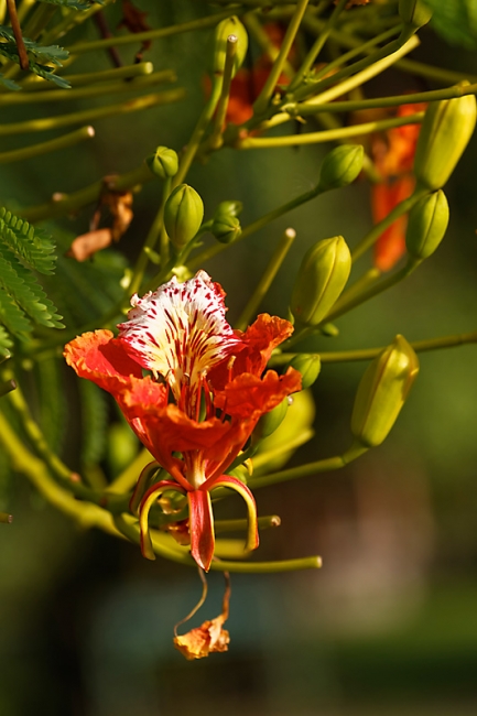 Suan Luang-JUN14-103